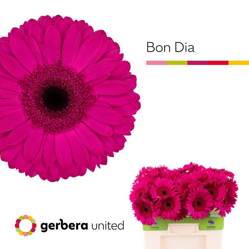 Срезанные цветы оптом Gerbera bon dia от 50шт из Голландии с доставкой по России