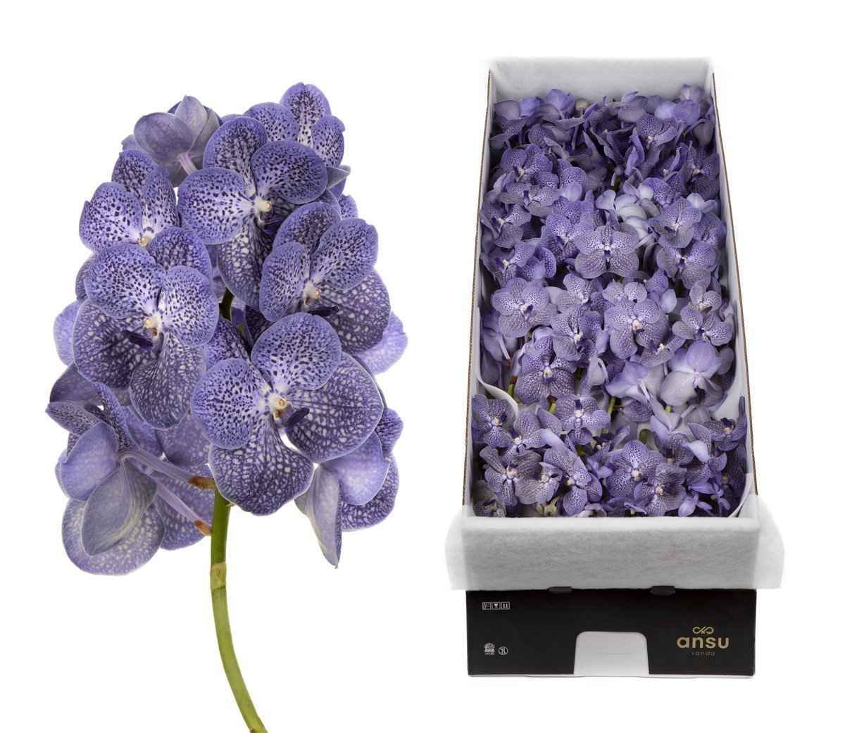 Срезанные цветы оптом Vanda violet blue spot per stem от 16шт из Голландии с доставкой по России