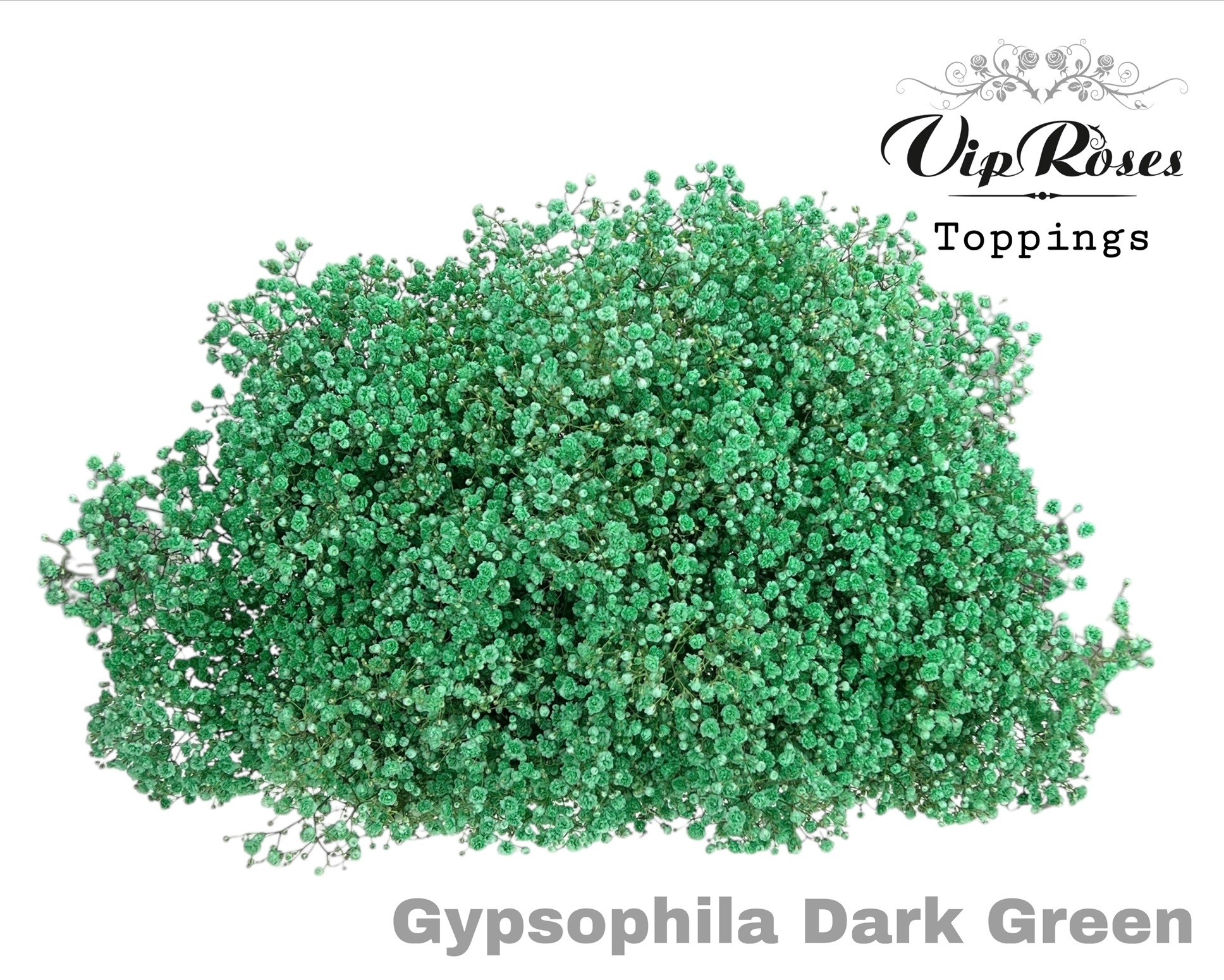 Срезанные цветы оптом Gyps large paint green dark от 25шт из Голландии с доставкой по России