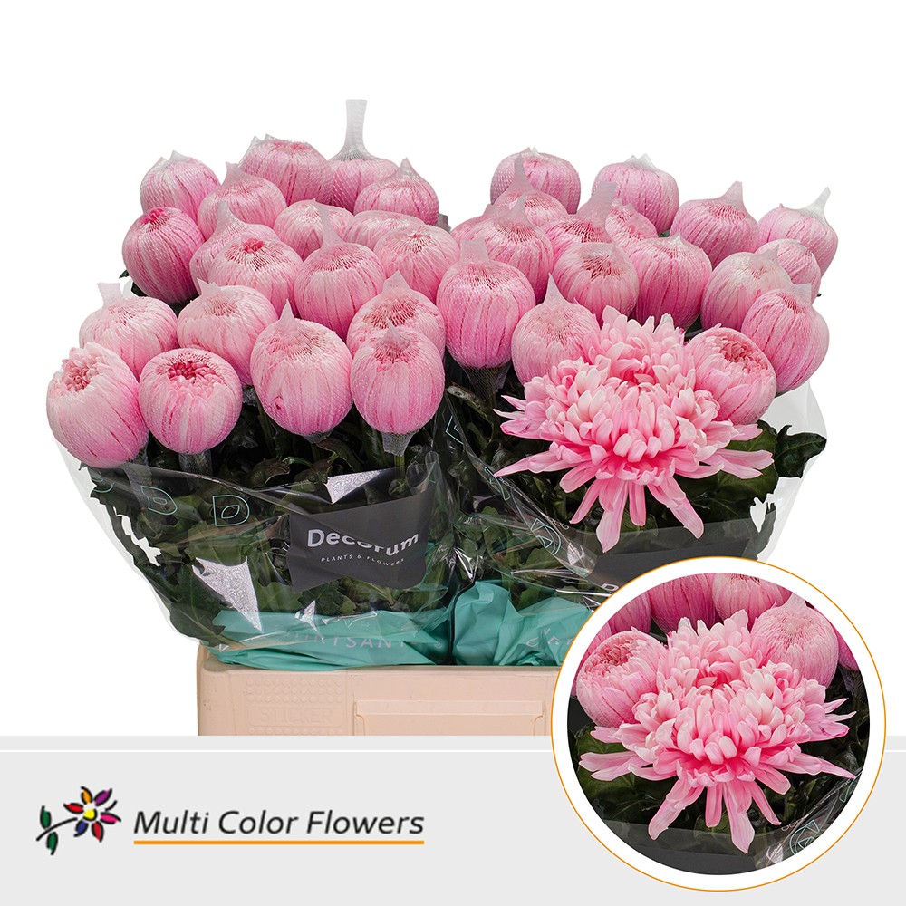 Срезанные цветы оптом Chrys bl paint antonov pink от 40шт из Голландии с доставкой по России