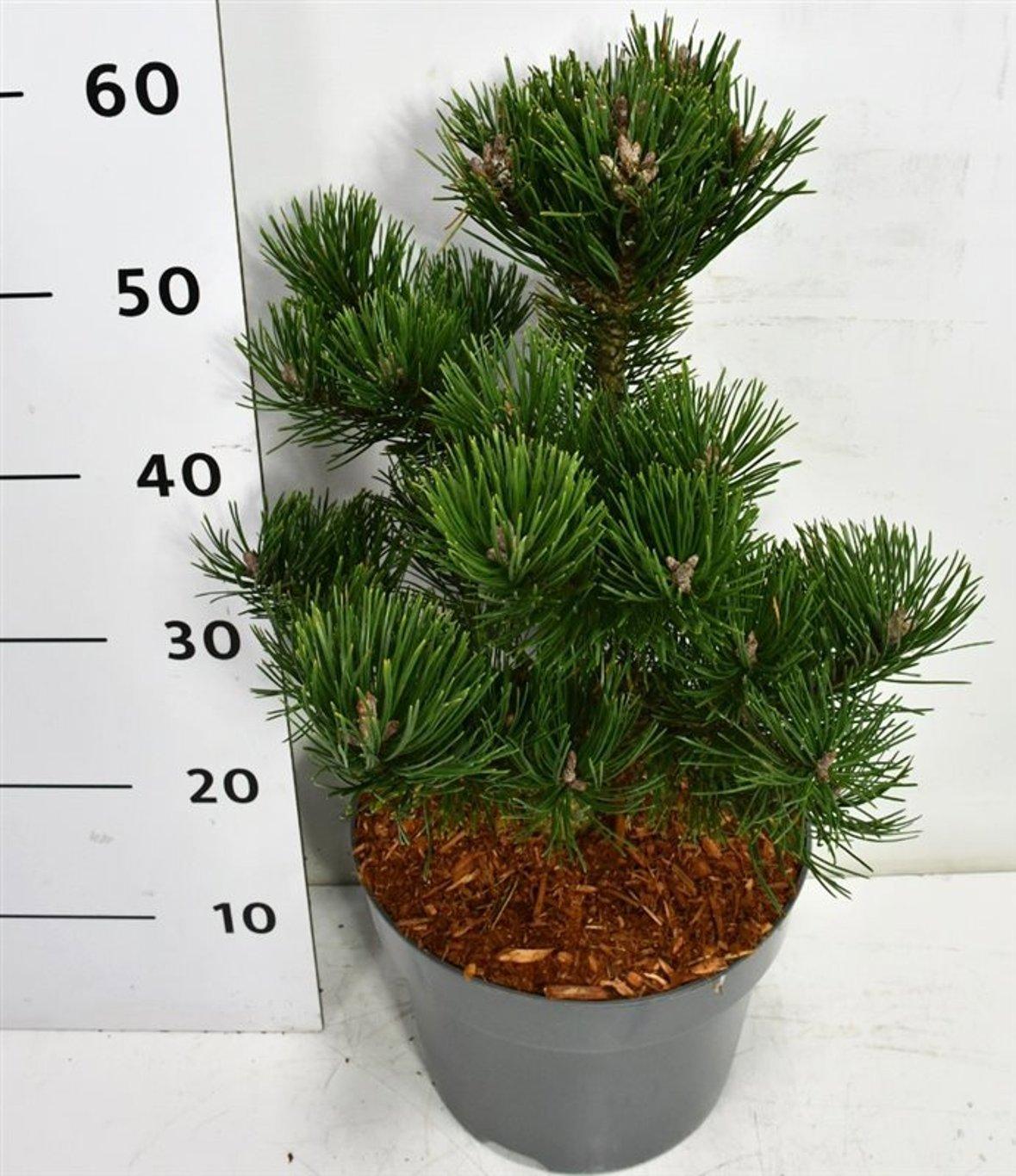 Горшечные цветы и растения оптом Pinus Mugo Gnom от 1шт из Голландии с доставкой по России