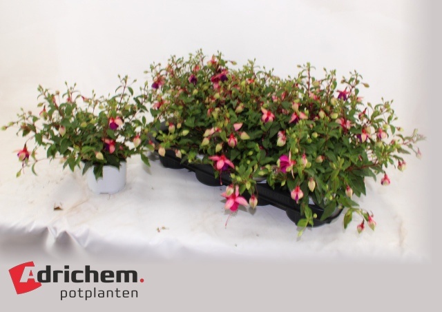 Горшечные цветы и растения оптом Fuchsia B F Georgia от 8шт из Голландии с доставкой по России