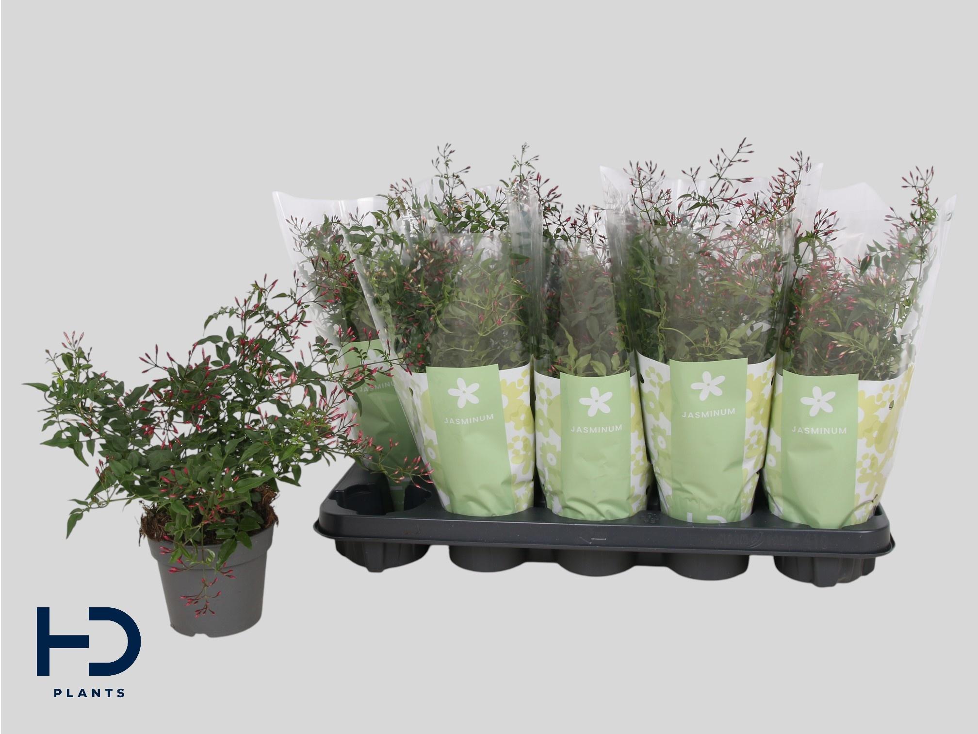 Горшечные цветы и растения оптом Jasm Polyanthum Rz от 10шт из Голландии с доставкой по России