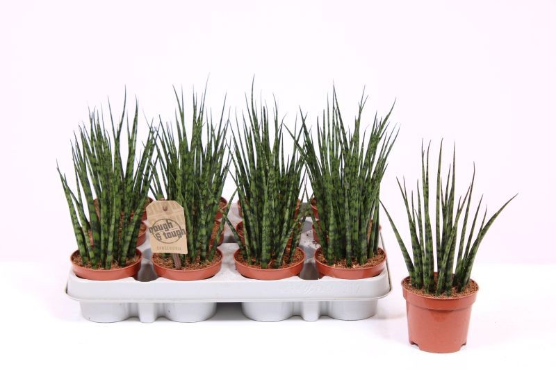 Горшечные цветы и растения оптом Sansevieria Fernwood Mikado от 12шт (для телеги) из Голландии с доставкой по России