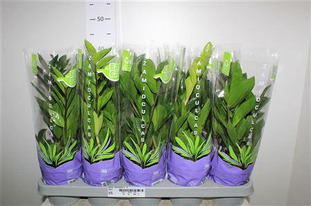 Горшечные цветы и растения оптом Zamio Zamiifolia 4+ от 10шт из Голландии с доставкой по России Горшечные цветы и растения оптом Zamio Zamiifolia 4+ от 10шт из Голландии с доставкой по России