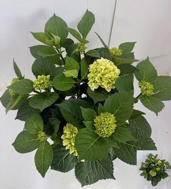 Горшечные цветы и растения оптом Hydr M Ov от 1шт из Голландии с доставкой по России