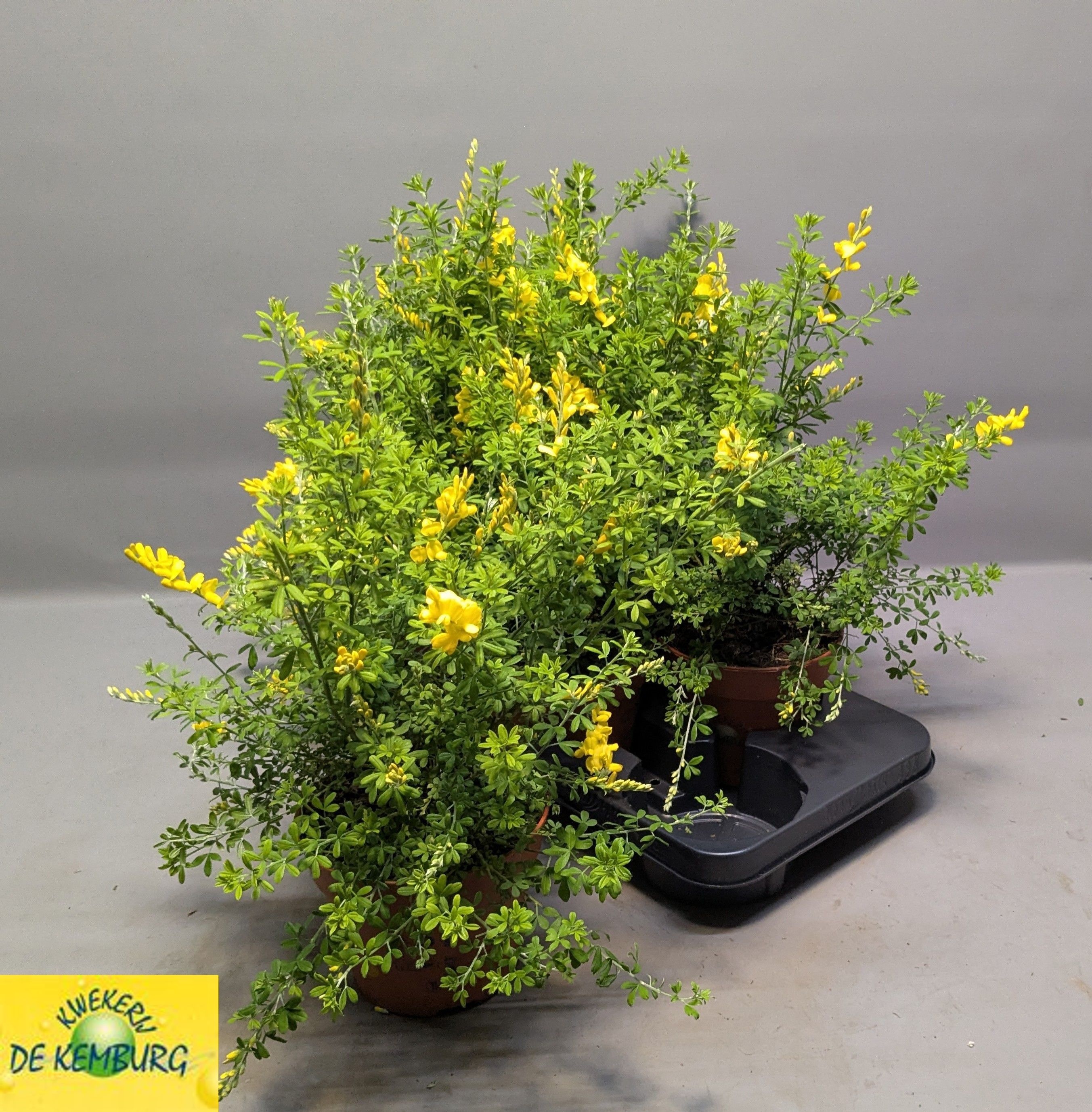 Горшечные цветы и растения оптом Genista X Sp от 6шт из Голландии с доставкой по России
