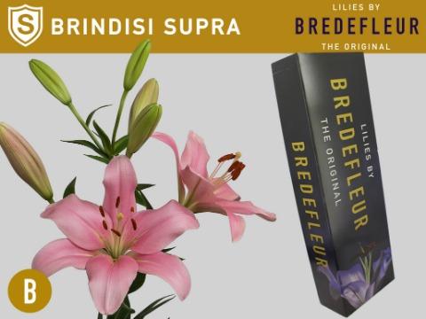 Срезанные цветы оптом Lilium la brindisi A от 40шт из Голландии с доставкой по России