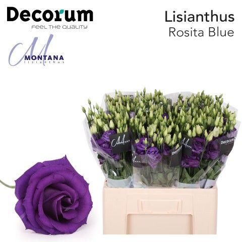 Срезанные цветы оптом Lisianthus do rosita blue от 80шт из Голландии с доставкой по России