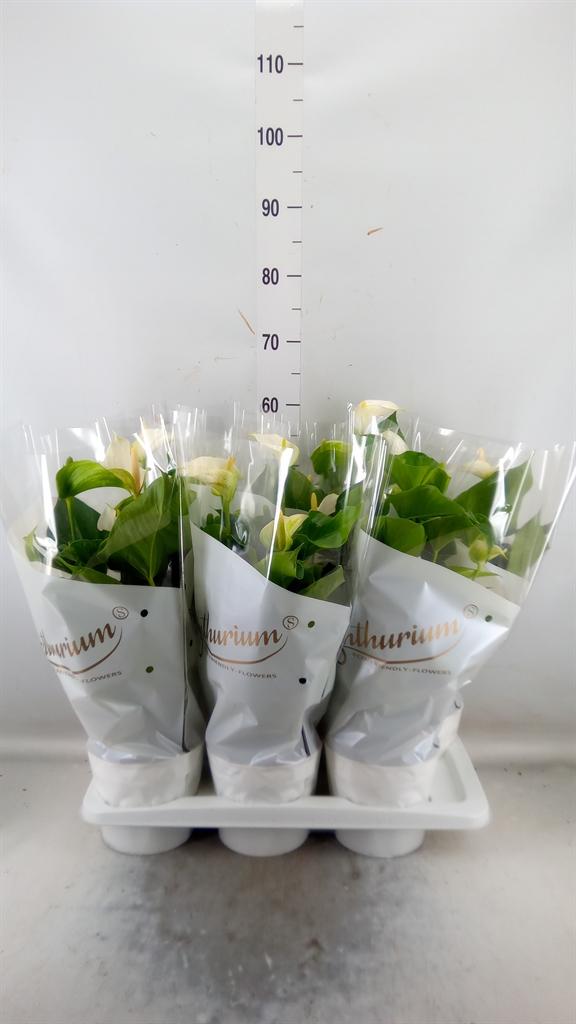 Горшечные цветы и растения оптом Anth An White Champ 8+ от 6шт из Голландии с доставкой по России