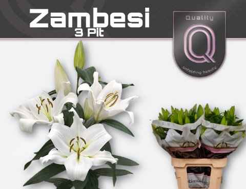 Срезанные цветы оптом Lilium or zambesi от 40шт из Голландии с доставкой по России