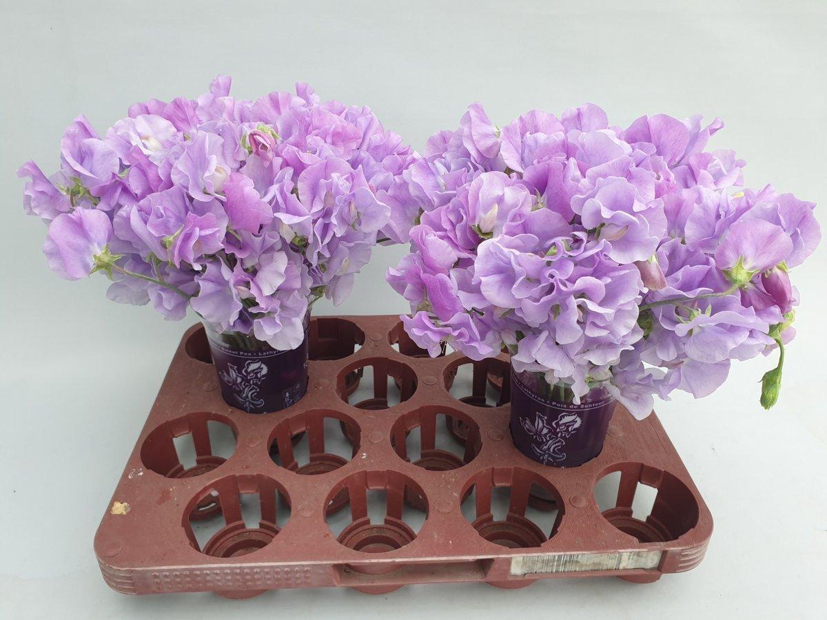 Срезанные цветы оптом Lathyrus winter sunshine lavendel от 120шт из Голландии с доставкой по России