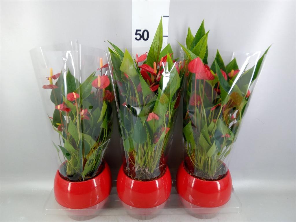 Горшечные цветы и растения оптом Anthurium Andr. mill Flowers Red от 3шт из Голландии с доставкой по России