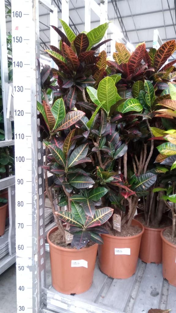 Горшечные цветы и растения оптом Codiaeum Var. Gr petra от 1шт из Голландии с доставкой по России