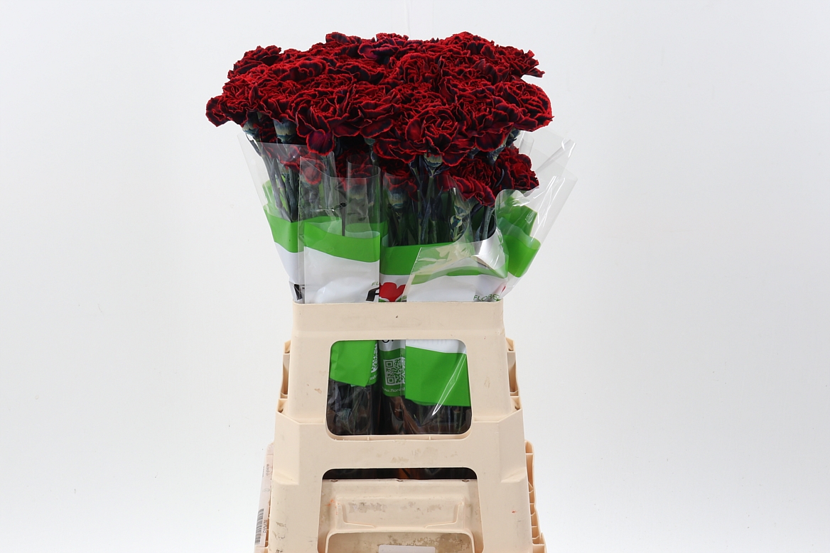 Срезанные цветы оптом Dianthus st paint christmas dream от 80шт из Голландии с доставкой по России