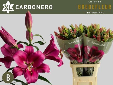 Срезанные цветы оптом Lilium or carbonero от 40шт из Голландии с доставкой по России