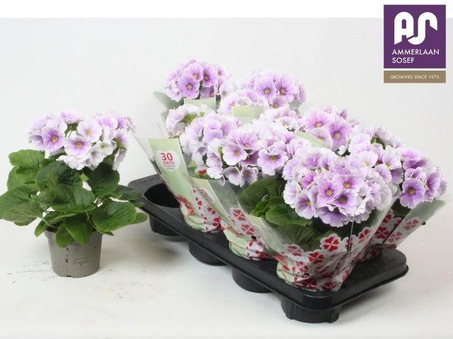 Горшечные цветы и растения оптом Prim Ob Tm Blu White от 8шт из Голландии с доставкой по России