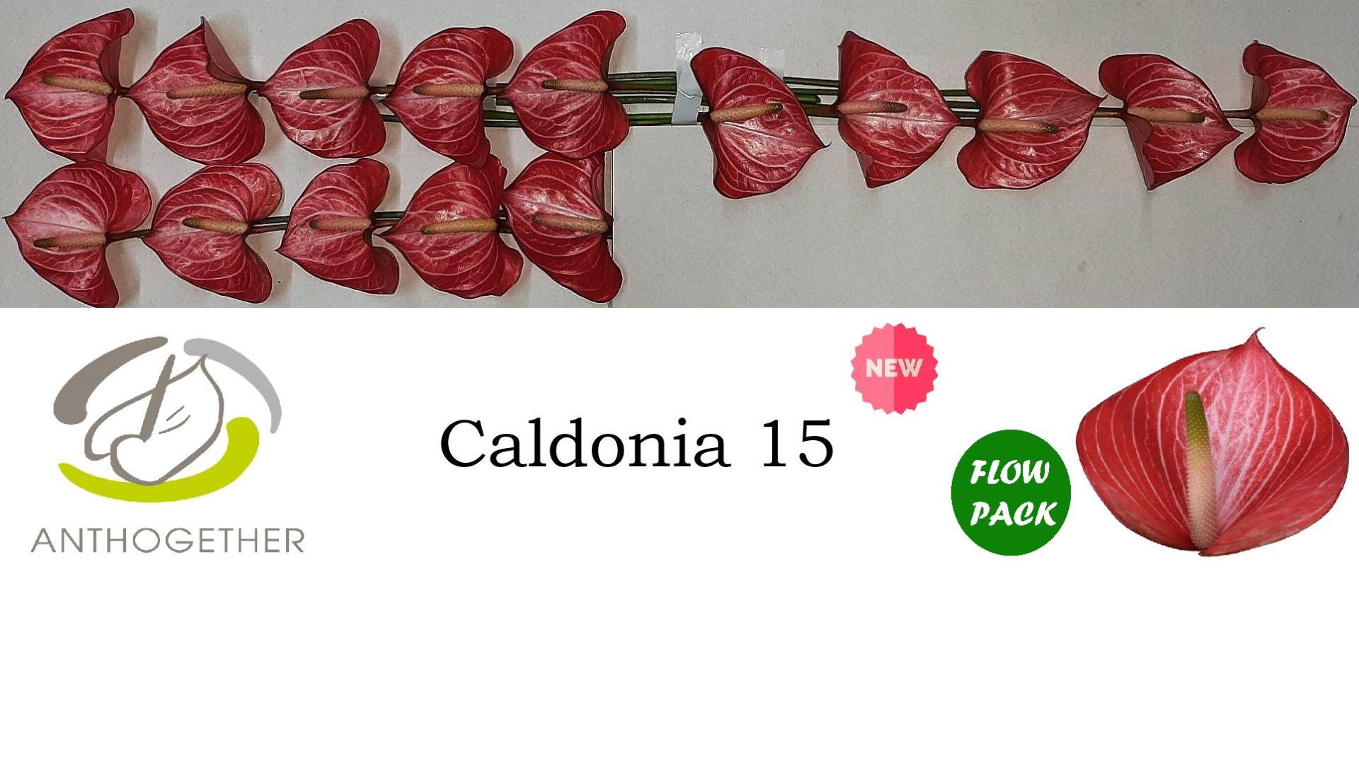 Срезанные цветы оптом Anthurium caldonia 142 от 15шт из Голландии с доставкой по России