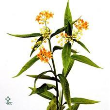 Срезанные цветы оптом Asclepias silky gold от 75шт из Голландии с доставкой по России