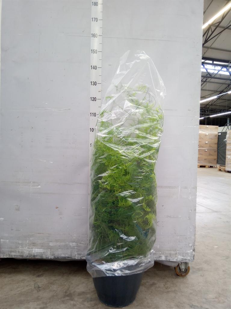 Горшечные цветы и растения оптом Asparagus Setaceus от 1шт из Голландии с доставкой по России