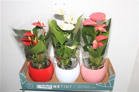 Горшечные цветы и растения оптом Anthu An Gem Deco Ceramic от 3шт из Голландии с доставкой по России