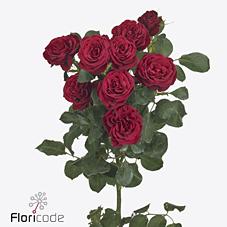 Срезанные цветы оптом Rosa spray red trendsetter от 60шт из Голландии с доставкой по России