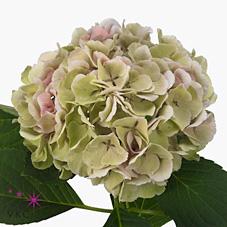 Срезанные цветы оптом Hydrangea monika classic от 10шт из Голландии с доставкой по России