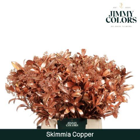 Срезанные цветы оптом Skimmia paint copper от 10шт из Голландии с доставкой по России