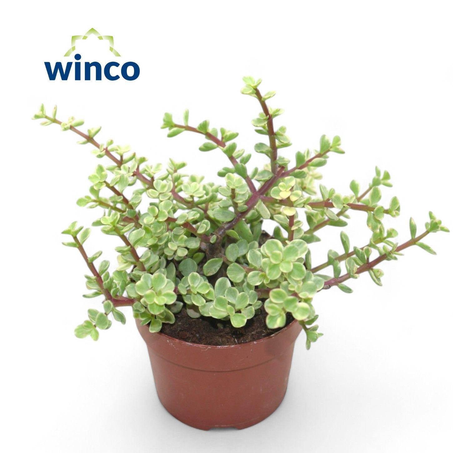 Горшечные цветы и растения оптом Crassula Afra Variegata от 9шт из Голландии с доставкой по России