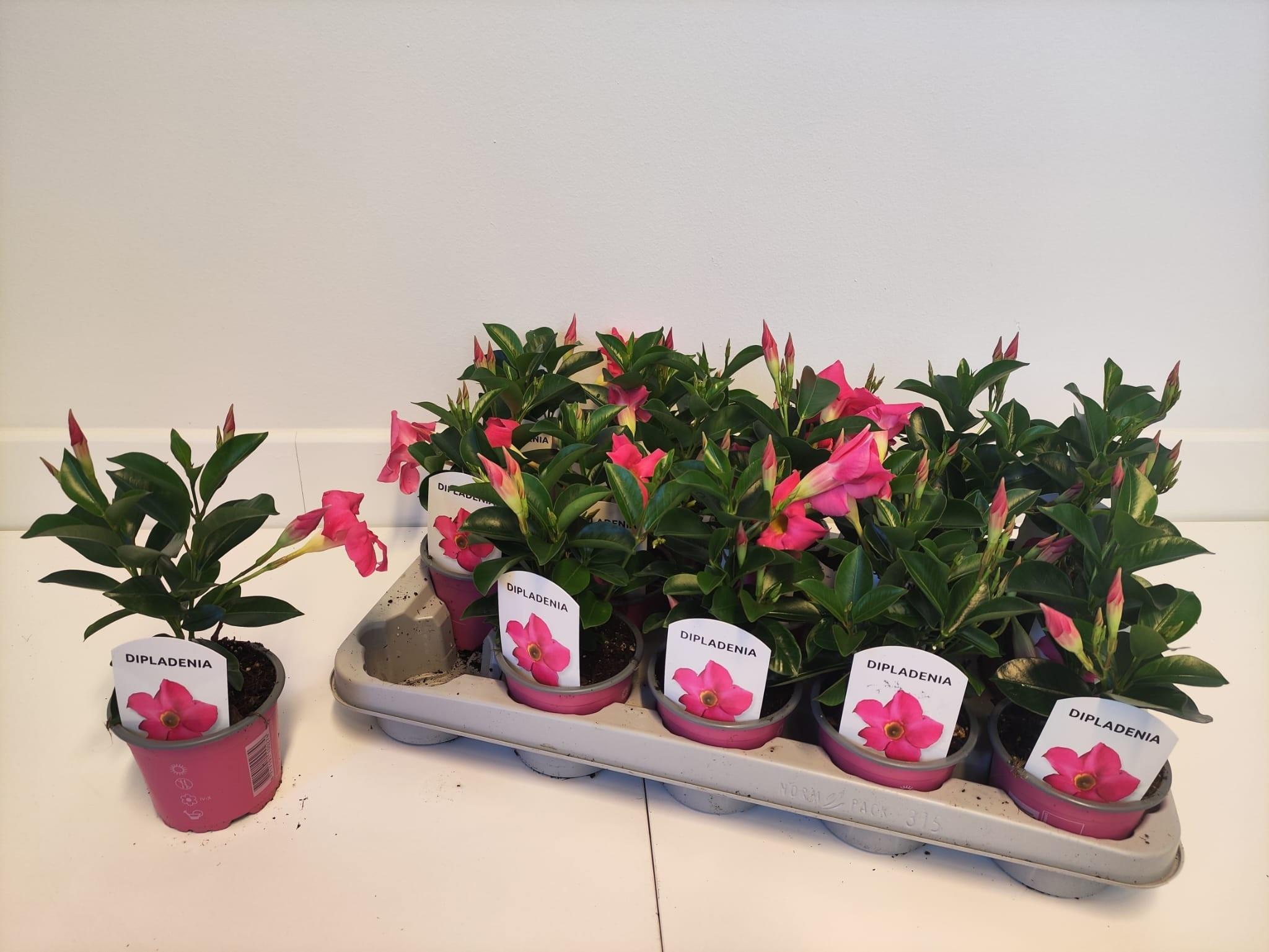 Горшечные цветы и растения оптом Mande Rio Pink от 15шт из Голландии с доставкой по России