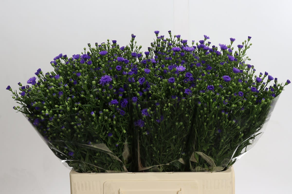 Срезанные цветы оптом Aster casamare от 125шт из Голландии с доставкой по России Срезанные цветы оптом Aster casamare от 125шт из Голландии с доставкой по России