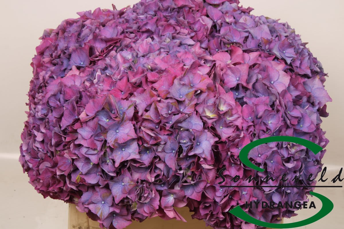 Срезанные цветы оптом Hydrangea glowing alps purple от 10шт из Голландии с доставкой по России