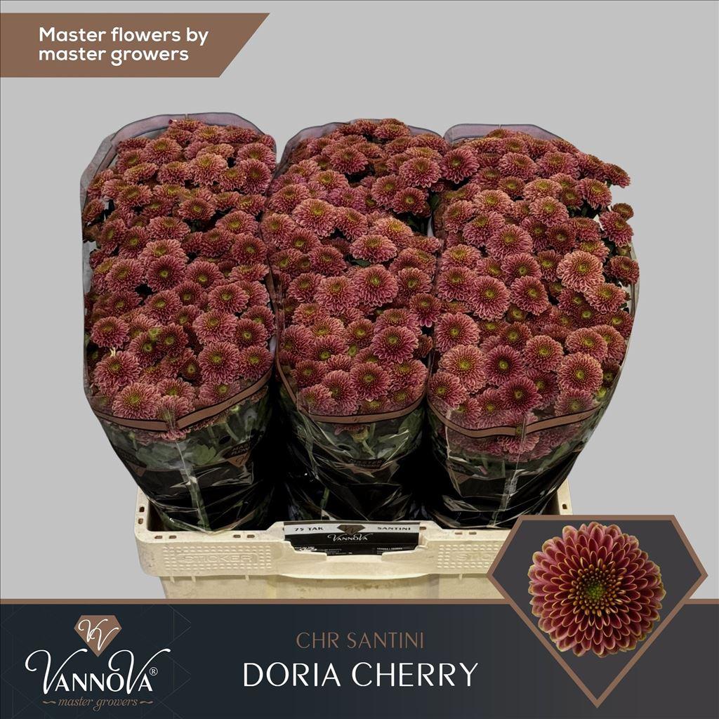 Срезанные цветы оптом Chrys sa doria cherry A от 150шт из Голландии с доставкой по России