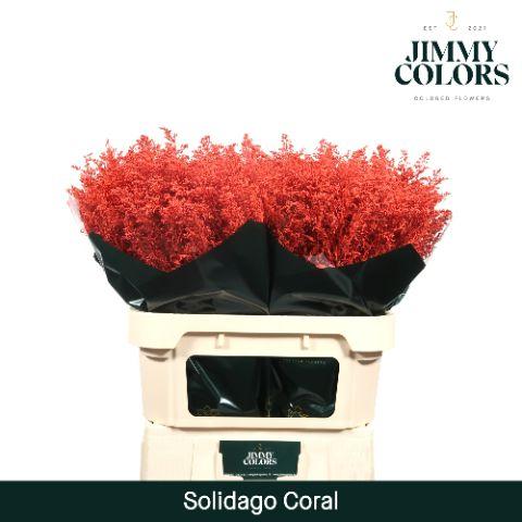 Срезанные цветы оптом Solidago paint coral от 100шт из Голландии с доставкой по России
