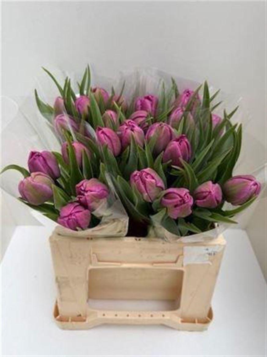 Срезанные цветы оптом Tulipa do purple white от 25шт из Голландии с доставкой по России