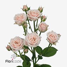 Срезанные цветы оптом Rosa spray sweet 4 tune от 20шт из Голландии с доставкой по России