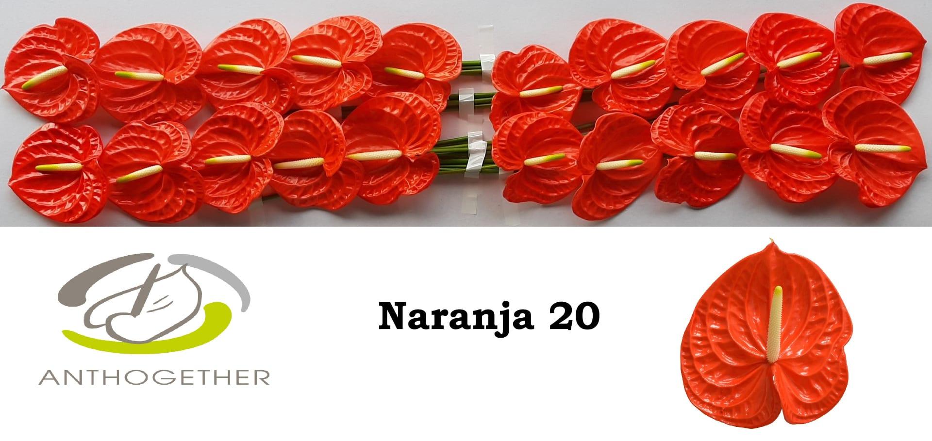 Срезанные цветы оптом Anthurium naranja от 20шт из Голландии с доставкой по России