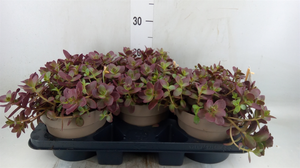 Горшечные цветы и растения оптом Sedum   ... от 3шт из Голландии с доставкой по России