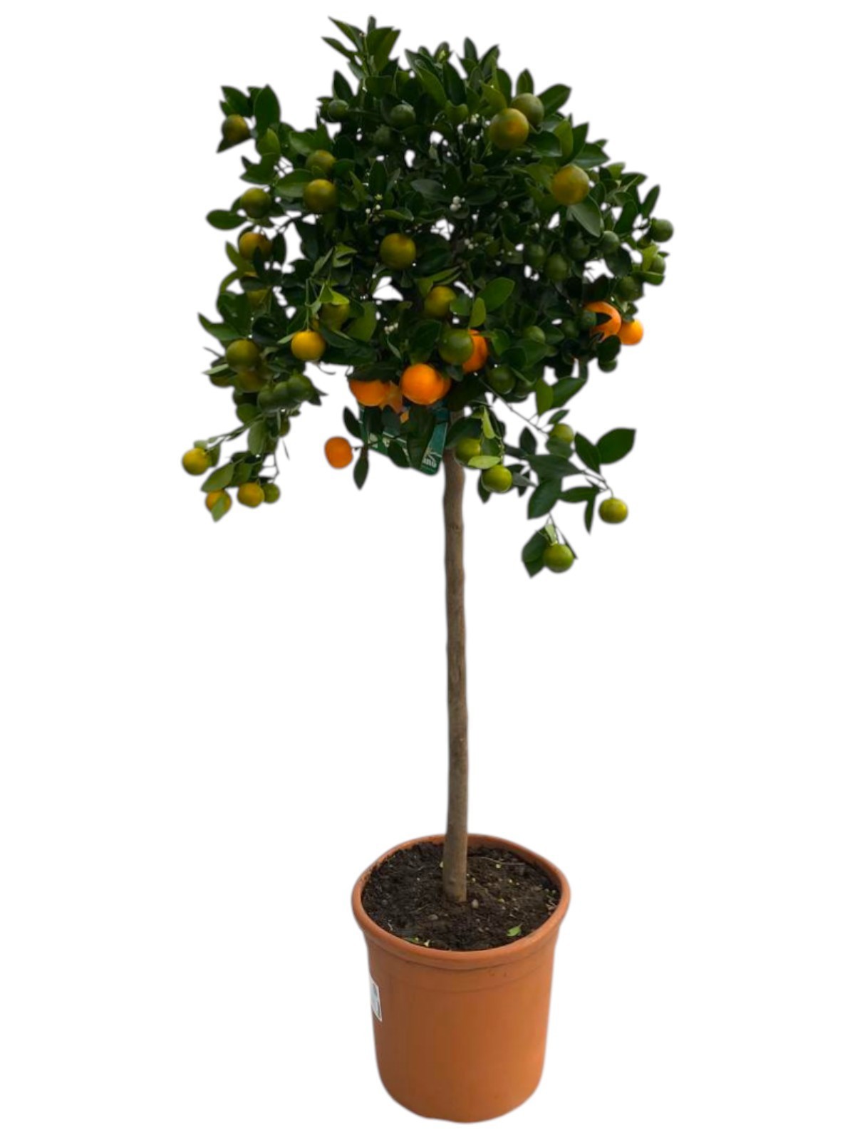 Горшечные цветы и растения оптом Citrus Calamondin On Stem от 1шт (для телеги) из Голландии с доставкой по России