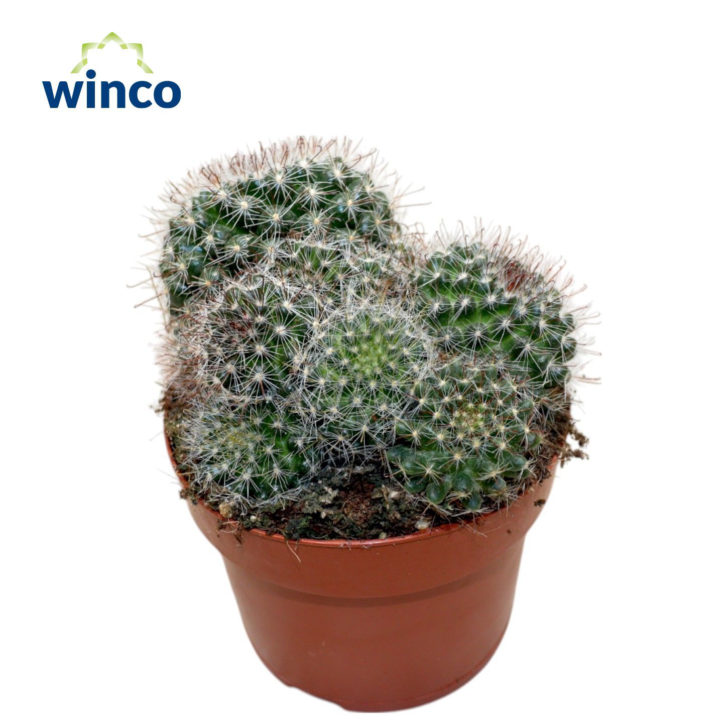 Горшечные цветы и растения оптом Mammillaria Zeilmaniana от 6шт из Голландии с доставкой по России