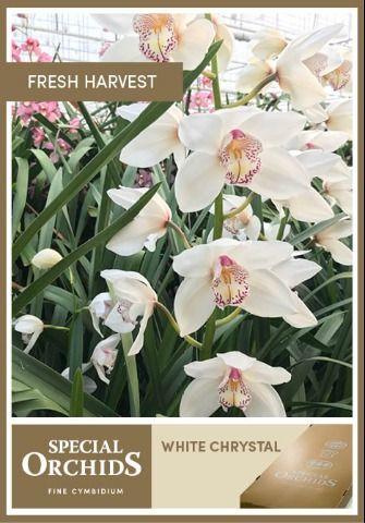 Срезанные цветы оптом Cymbidium white mrs white crystal от 2шт из Голландии с доставкой по России