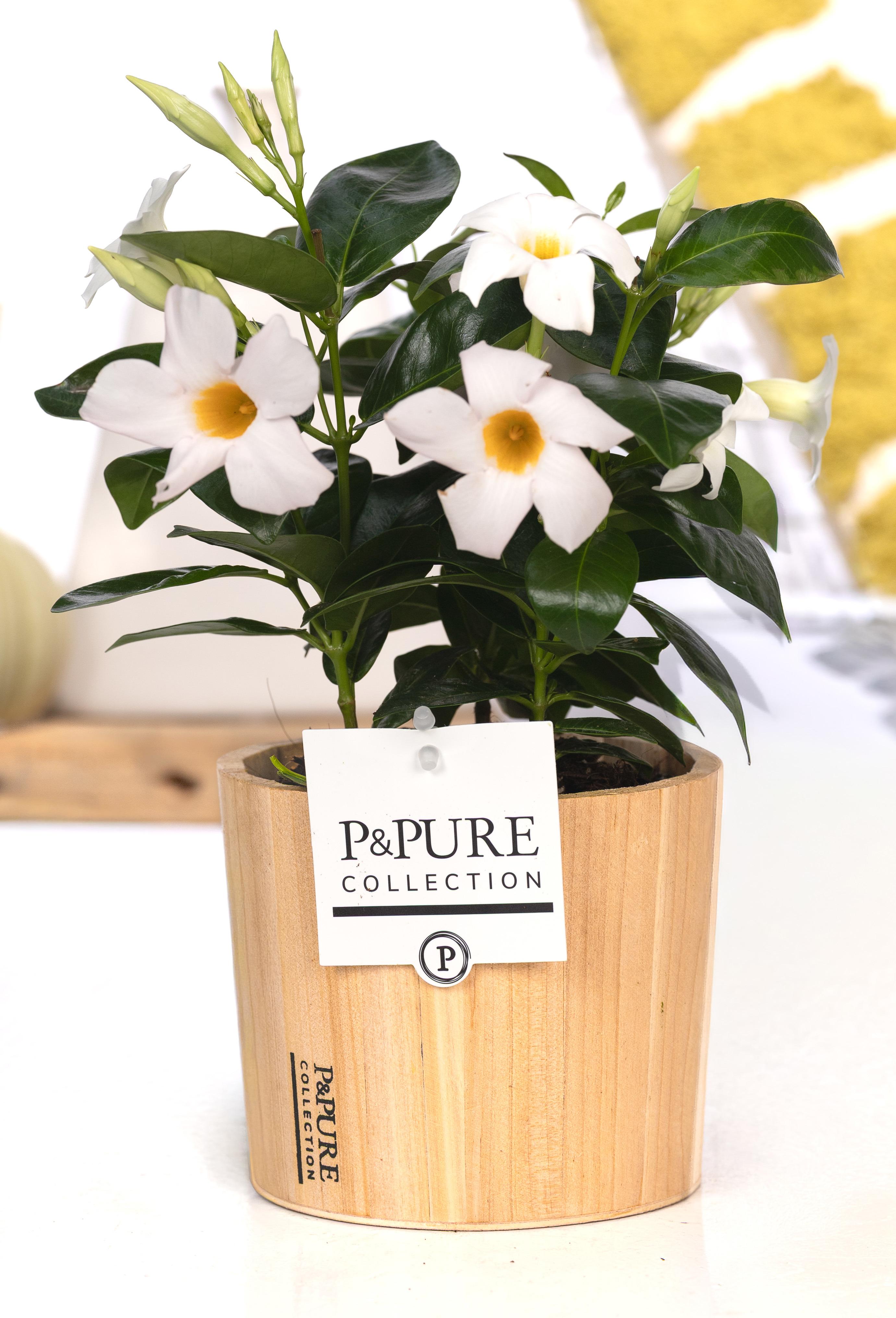 Горшечные цветы и растения оптом Mandeville Wit In Wood Pot Ppure от 5шт из Голландии с доставкой по России