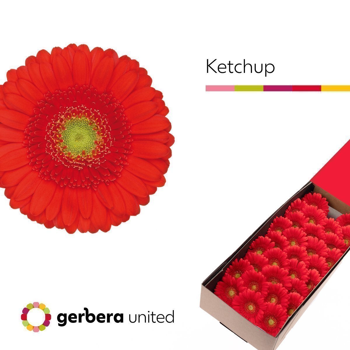 Срезанные цветы оптом Germini ketchup от 60шт. из Голландии с доставкой по России