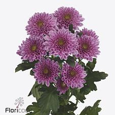 Срезанные цветы оптом Chrys sp fabienne от 80шт. из Голландии с доставкой по России