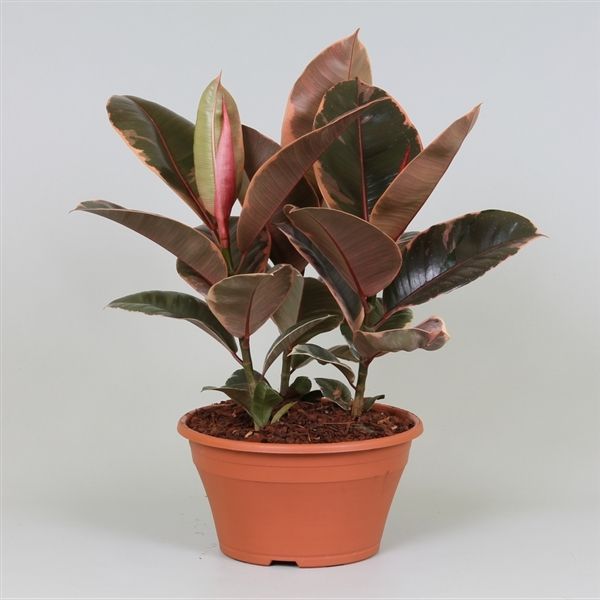 Горшечные цветы и растения оптом Ficus El Belize  3pp Bowl от 2шт из Голландии с доставкой по России