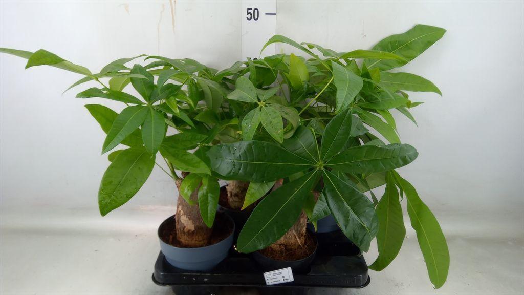 Горшечные цветы и растения оптом Pachira Aquatica от 4шт из Голландии с доставкой по России