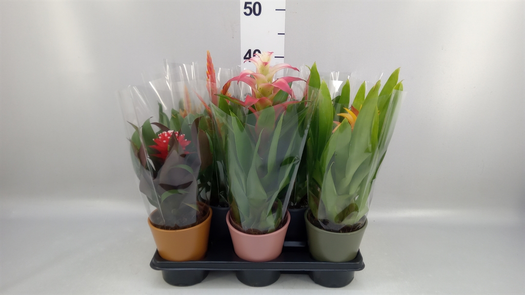 Горшечные цветы и растения оптом Bromelia ...mix от 8шт из Голландии с доставкой по России
