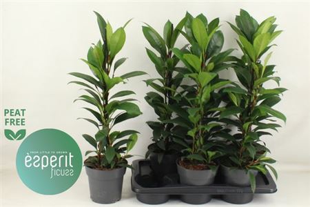 Горшечные цветы и растения оптом Fic Cyat Compacta от 6шт из Голландии с доставкой по России