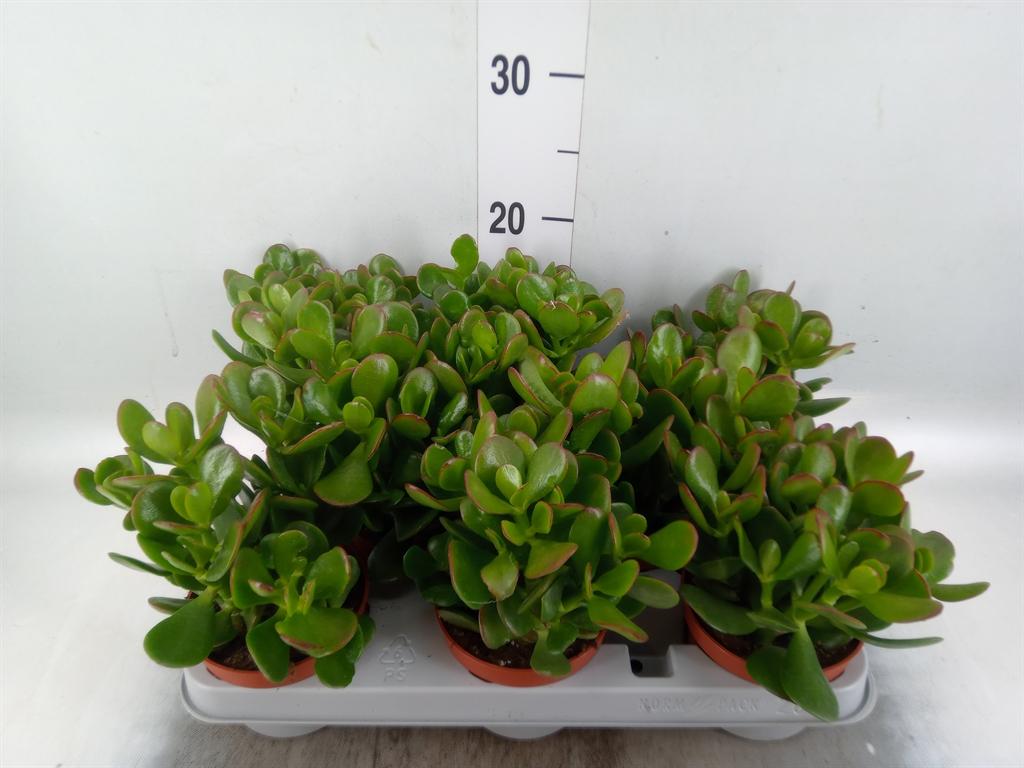 Горшечные цветы и растения оптом Crassula Ovata от 8шт из Голландии с доставкой по России