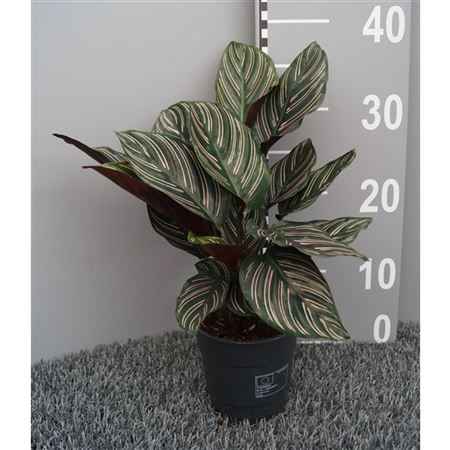 Горшечные цветы и растения оптом Calathea Sanderiana (ornata) от 6шт из Голландии с доставкой по России